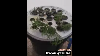 AquaPot Гидропоника  искусство выращивания растений в воде