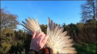 Pheasant hunting Ireland over German pointers 23/24