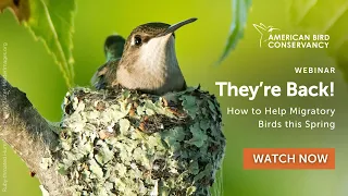 They're Back! How to Help Migratory Birds this Spring | ABC Webinar