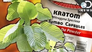 WTF Is Kratom & Is It A Dangerous Drug?