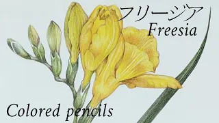 【フリージア】#33 【色鉛筆画】フリージアの花と蕾を描く | Drawing freesia 【画材紹介】