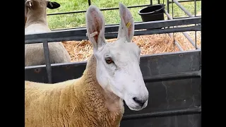 Kent County Show 2023 Sheep Show