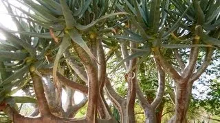 Quiver Tree, Aloe dichotoma, The Living Desert