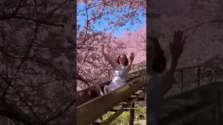 Cherry blossom SLIDE 🌸 in Kanagawa, Japan!
