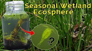 Creating a Seasonal Wetland Ecosphere! │INSTANT LIFE and RARE Copepods!
