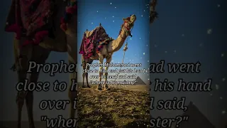 Prophet Muhammad And A Poor Camel | Prophet Story #shorts