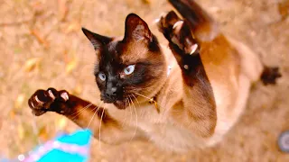Cat Sprinting and Pouncing in 4K Slow Motion - The Slow Mo Guys
