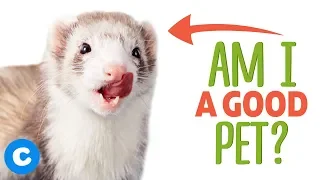 Are Ferrets Good Pets? | Chewy