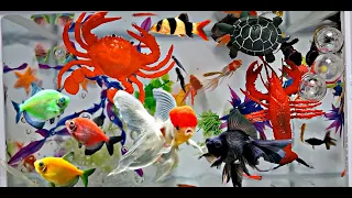Collection of Cute Animals Videos, Glofish, Crab,  Danio Fish, Sumatran Fish, Turtle, Mushroom