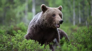 Närmöte med brunbjörn (Close encounter with brown bear)