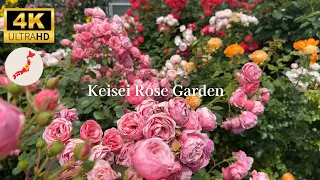 【4K HDR】Keisei Rose Garden 2024 Spring. #京成バラ園 #rose