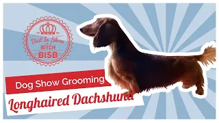 Dog Show Grooming: How to Groom a Longhaired Dachshund
