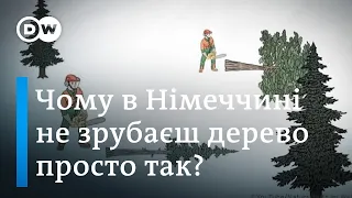 Вирубки дерев та озеленення: як це роблять німці | DW Ukrainian