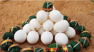 100 Eggs Vs 100 Sutli - Diwali 2021 video Diwali Firecrackers Videos 2021 🤘 GS HACKER BOY