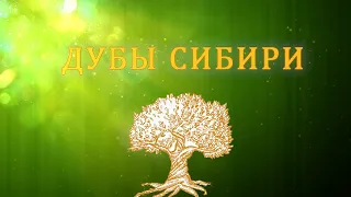 Дубы в Сибири.