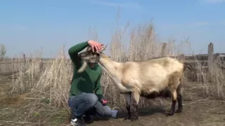 Kasabian - Explodes (Goats Edition)