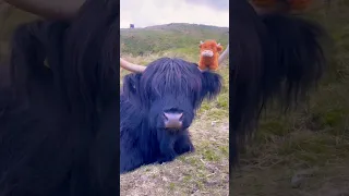 Adorable Fluffy Baby Cow #shorts #animals #cow #animalshorts #animallover #cowvideos #like #top #fyp