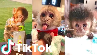 Adorable Baby Monkeys - Cutest Monkeys On Tik Tok🙊😍 | Tik Tok Animals