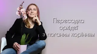 Пересадка орхідеї з поганим корінням