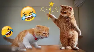 🐕😘 So Funny! Funniest Cats and Dogs 🐱😆 Best Funny Animal Videos #17