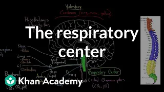 The respiratory center | Respiratory system physiology | NCLEX-RN | Khan Academy