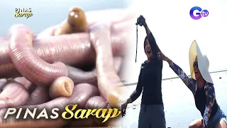 Kara David at Pokwang, napasabak sa pangunguha ng sasing! | Pinas Sarap