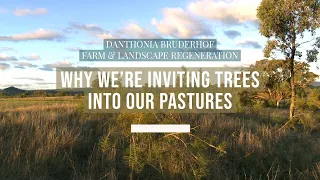 Trees improve our pastures (and teach us heart lessons)