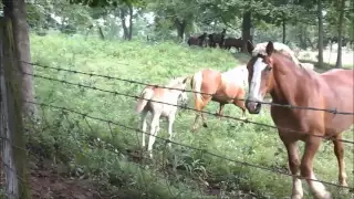 Haflinger mare Dee and her filly