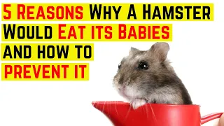 5 Reasons Why a Hamster Would Eat its Babies and how to prevent it  ♥️ ♥️