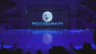 Москвариум  ВОДНОЕ  ШОУ 17. 09. 16.