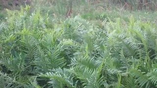 GREEN SCENE - FERNS AND WIND