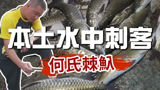 生態系列｜本土水中刺客何氏棘魞/捲仔/很多人不知道的本土外來種 #潛水 #射魚 #何氏棘魞 #捲仔 #本土外來種 #黃小四生活點滴YouTube