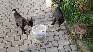Одесса. Голодные коты на трассе здоровья