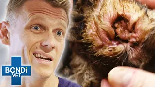 Top 5 Grossest Ear Cases 🤢 | Bondi Vet Top 5 Compilation | Bondi Vet