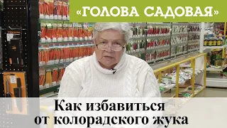 Голова садовая - Как избавиться от колорадского жука