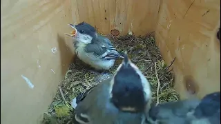 Erstes Küken verlässt das Nest