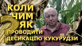 Десикація кукурудзи. Практичні поради.