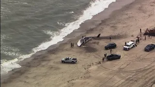 Huge Dead Whale Washes Ashore In Massachusetts