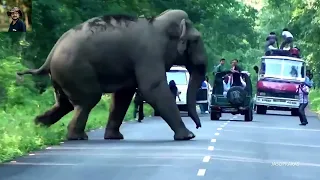 Elephant Chasing   | রাস্তায় হাতির তাড়া করার আচরণ |  सड़क पर हाथी का पीछा करते हुए व्यवहार |