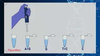 Maxam–Gilbert DNA Sequencing Method Animation