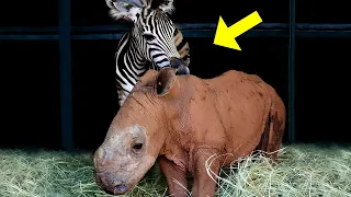 Die ungewöhnliche Freundschaft dieses verwaisten Zebrababys wird dein Herz zum Schmelzen bringen!