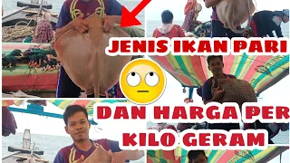 JENIS JENIS IKAN PARI DAN HARGA NYA