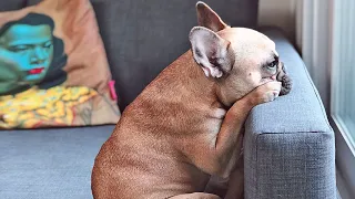 The Real Truth About French Bulldogs