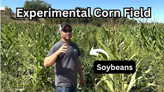 Planting 60” Corn with Soybeans and Cover Crop | Success or Failure?