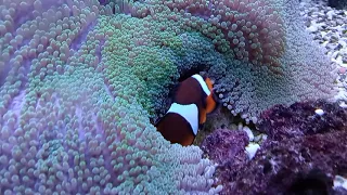 Анемоновая рыбка-Amphiprion ocellaris ухаживает за икрой под защитой актинии-Stichodactyla. 11.2022