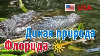 Дикая природа Флориды