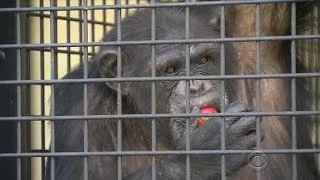 9 medical research chimpanzees find retirement in Georgia