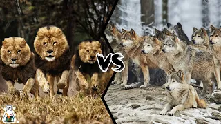 LION PRIDE VS WOLF PACK - What If They Would Fight?