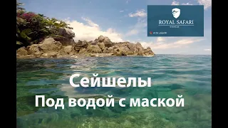 Сейшелы. Под водой с маской.