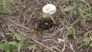 South African Trapdoor Spider entering tunnel